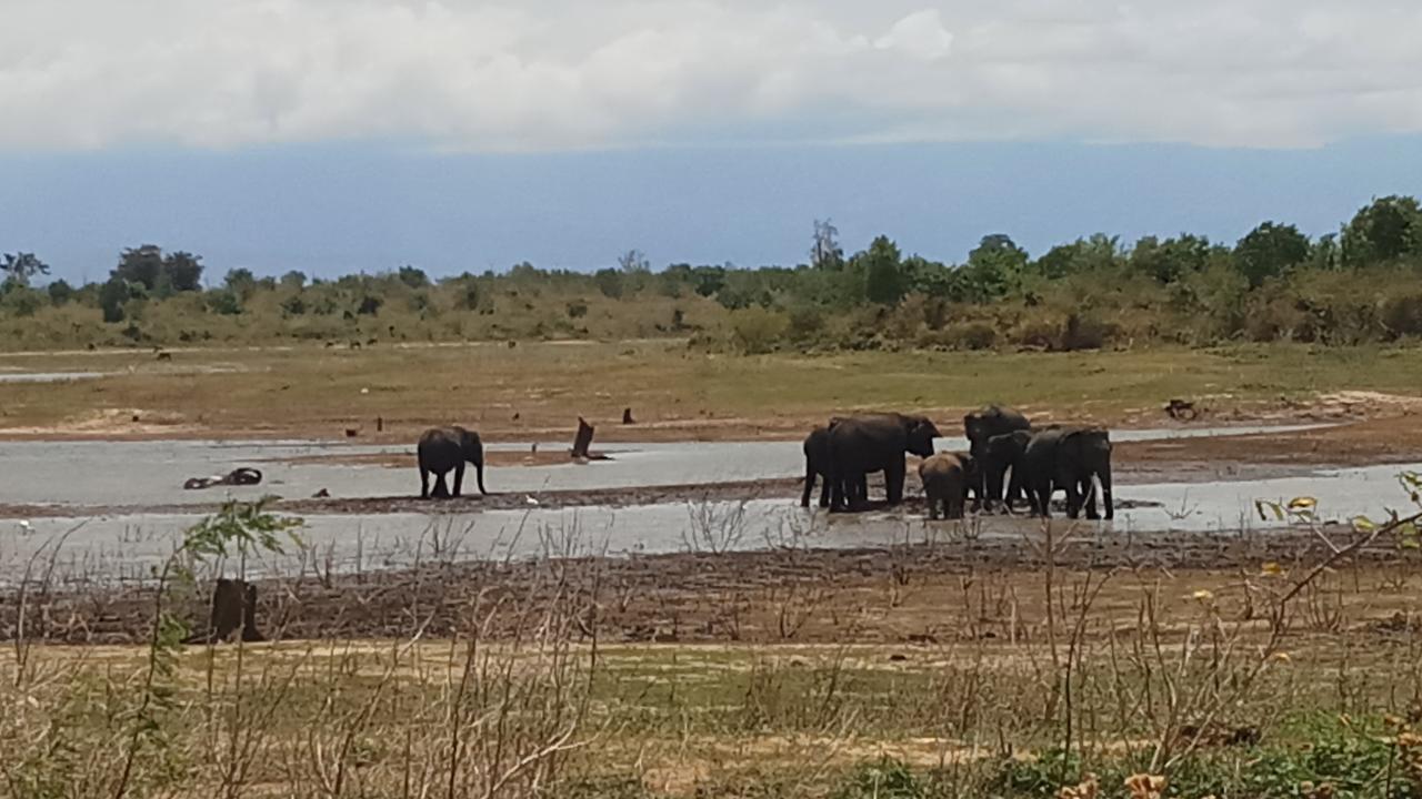 Cassia Udawalawe Hotel Bagian luar foto